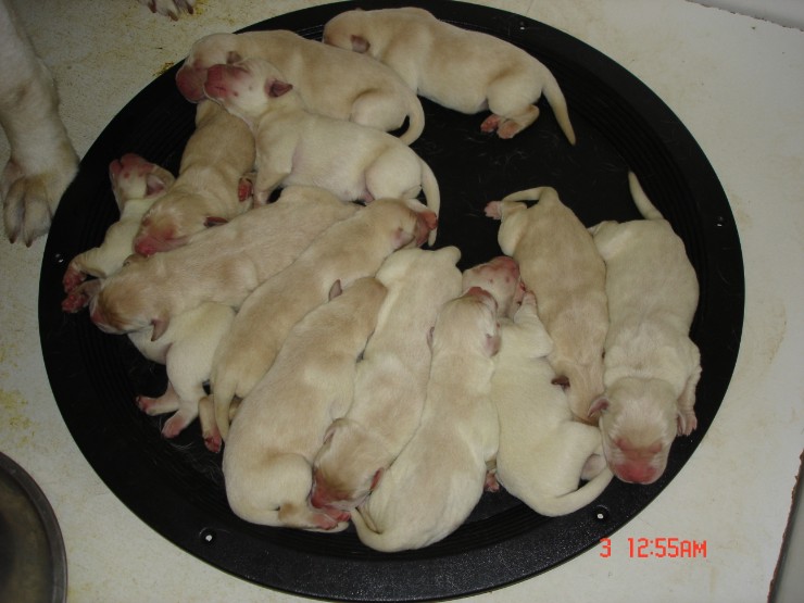 Yew Plate of Pups.jpg